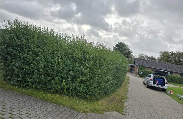 Nyklippet hæk ved indkørsel